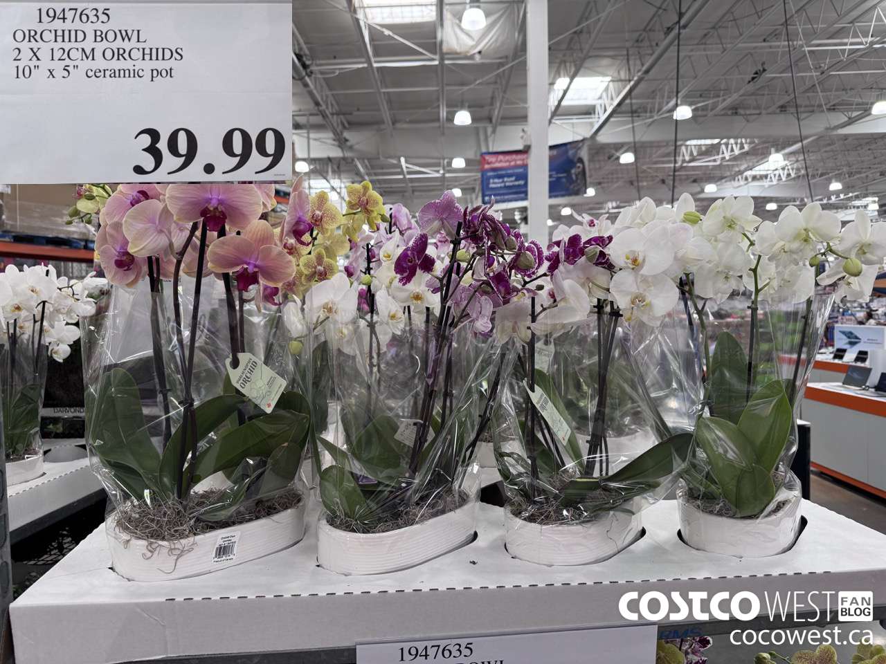 1947635 ORCHID BOWLS 2 X 12CM ORCHIDS 10