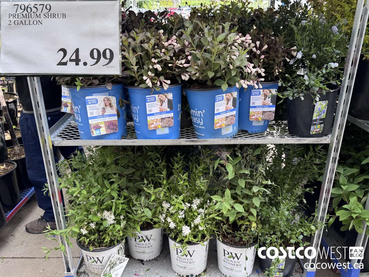 796579 PREMIUM SHRUB 2 GALLON $24.99