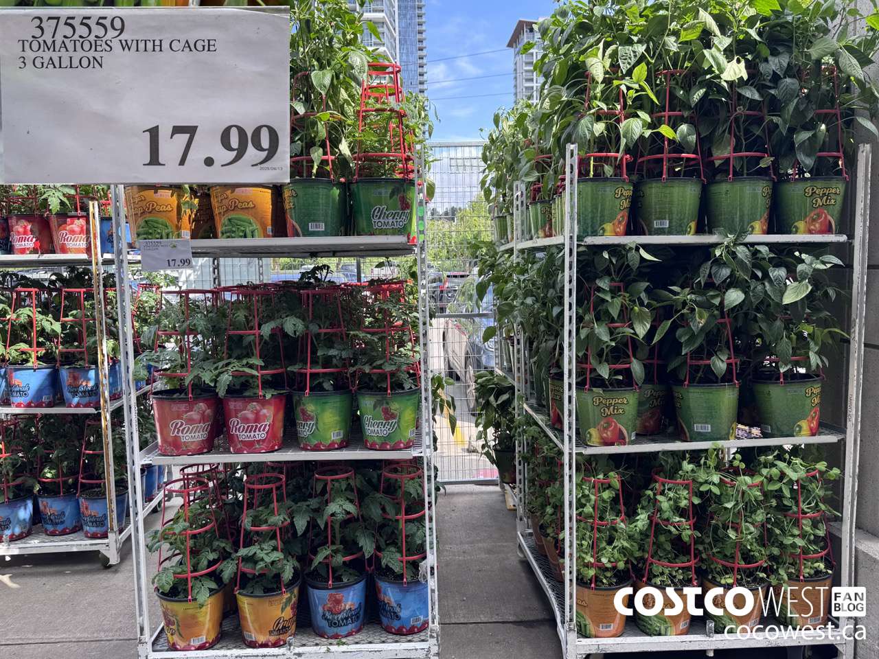 375559 TOMATOES WITH CAGE 3 GALLON  $17.99