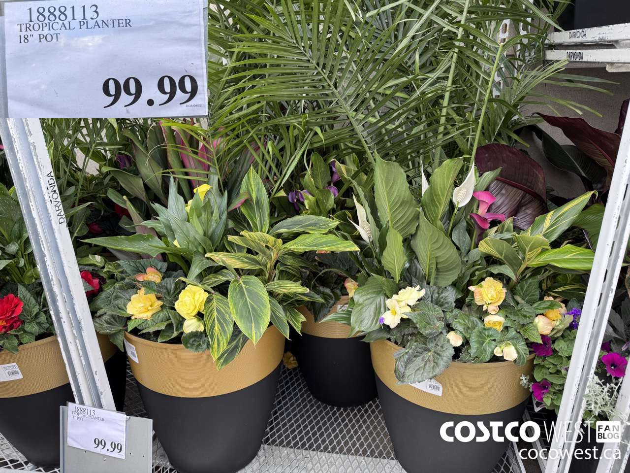 1888113 TROPICAL PLANTER 18