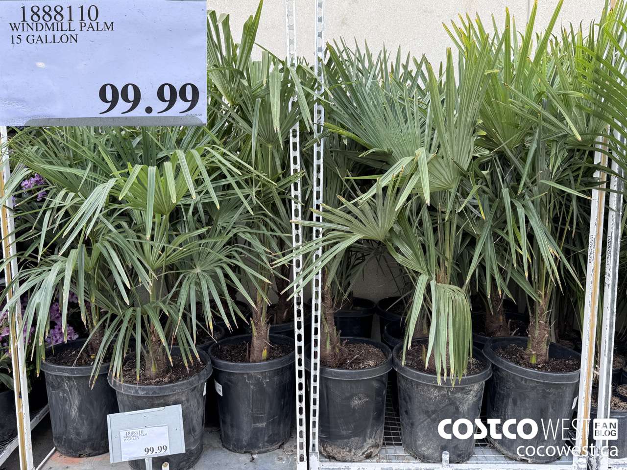 1888110 WINDMILL PALM 15 GALLON $99.99