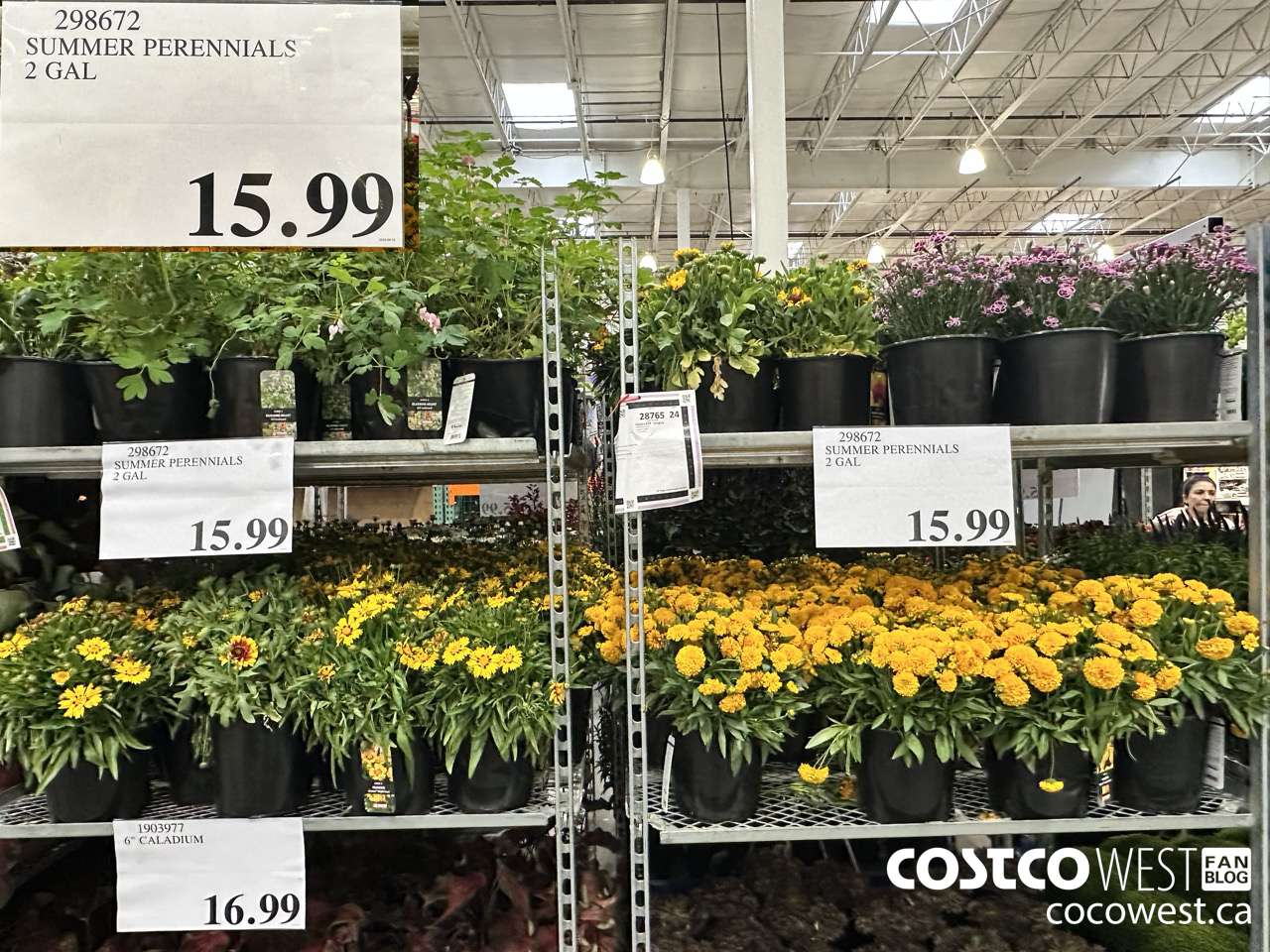 298672 SUMMER PERENIALS 2 GAL $15.99