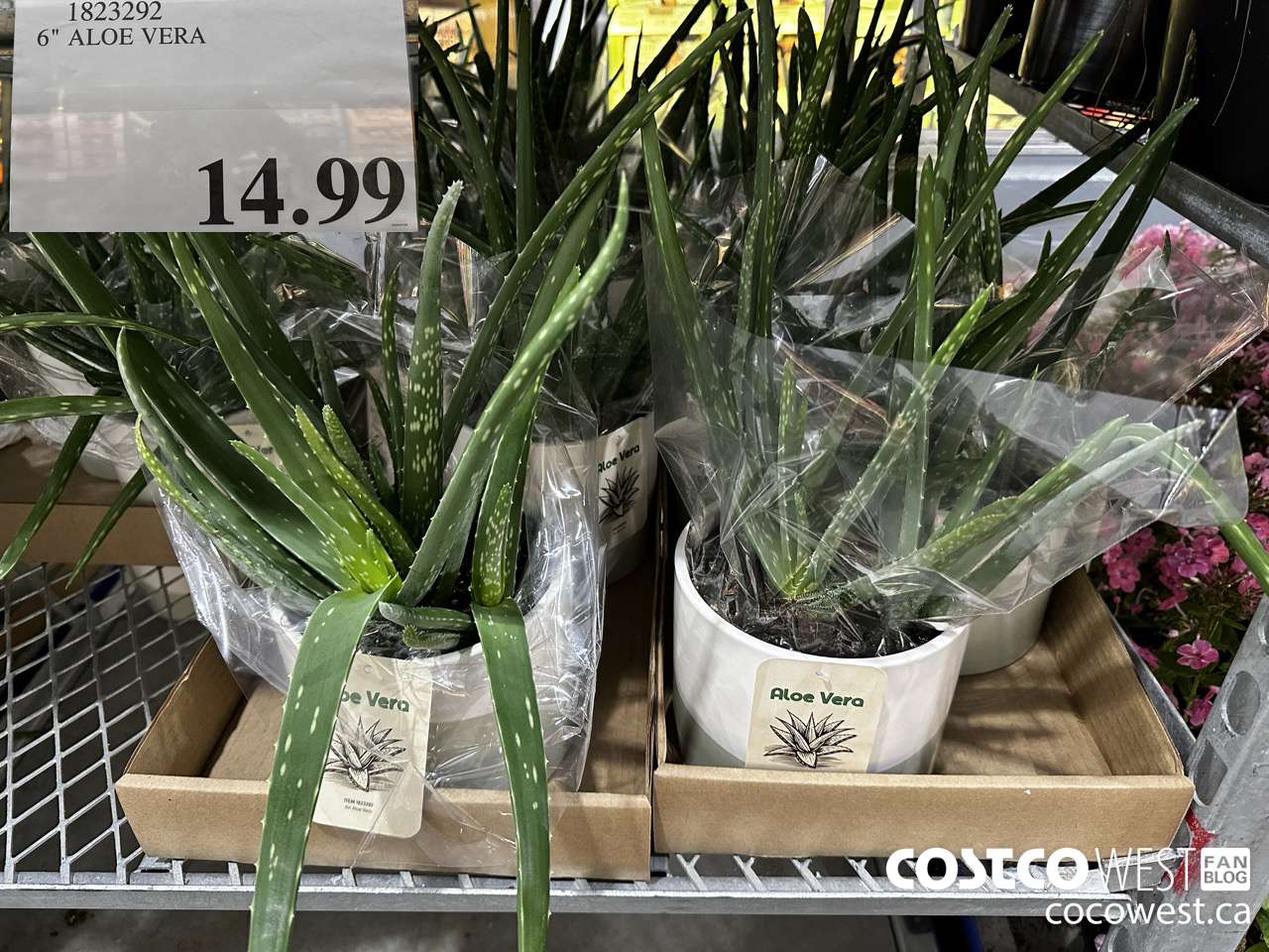 1823292 CLUMPING ALOE VERA 6