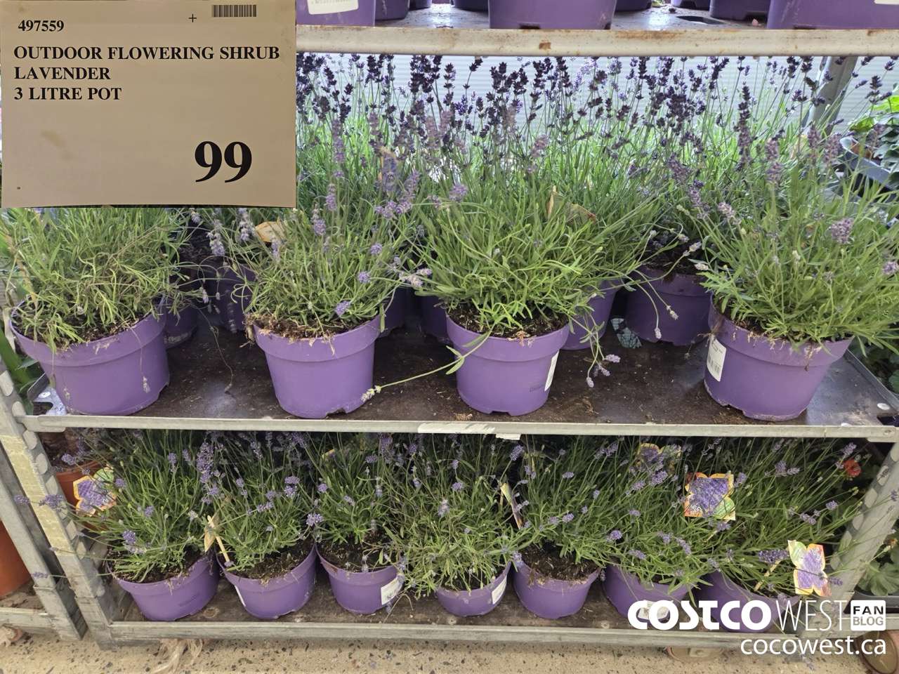 497559 OUTDOOR FLOWERING SCHRUB LAVENDER 3 LITRE POT $99.00