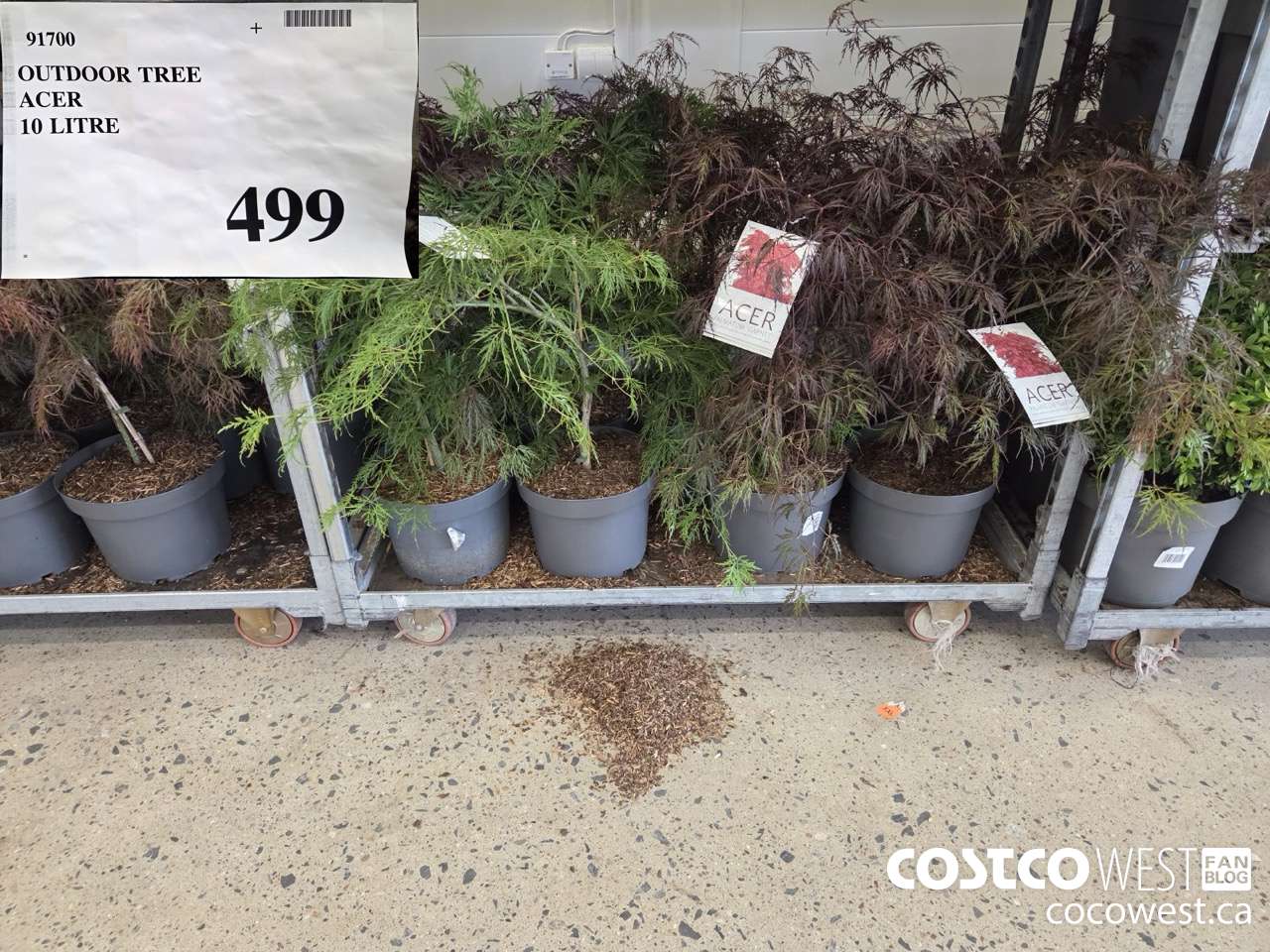 91700 OUTDOOR TREE ACER 10 LITRE $499.00