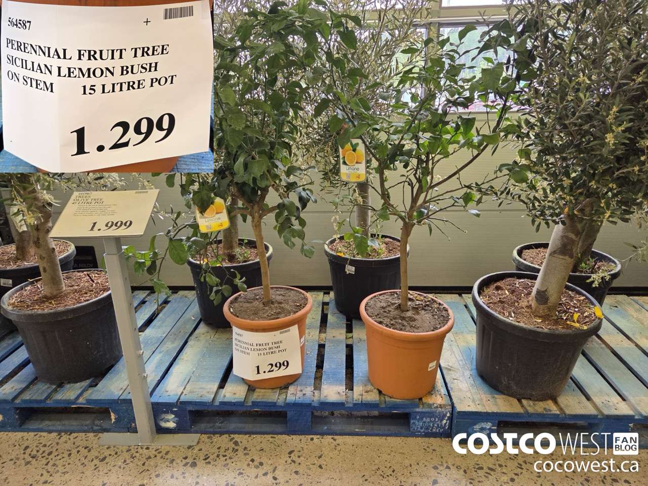 564587 PERENNIAL FRUIT TREE SICILIAN LEMON BUSH ON STEMP 15 LITRE POT $1299.00