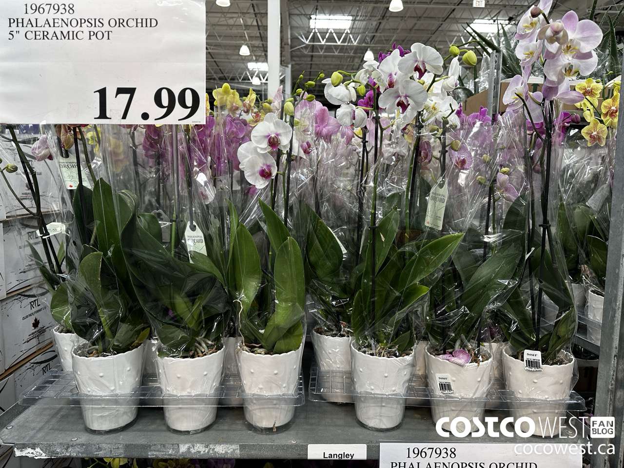 1967938 PHALAENOPSIS ORCHID 5