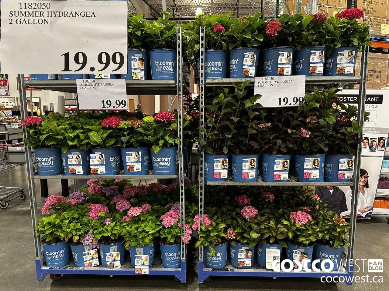 1182050 SUMMER HYDRANGEA 2 GALLON $19.99