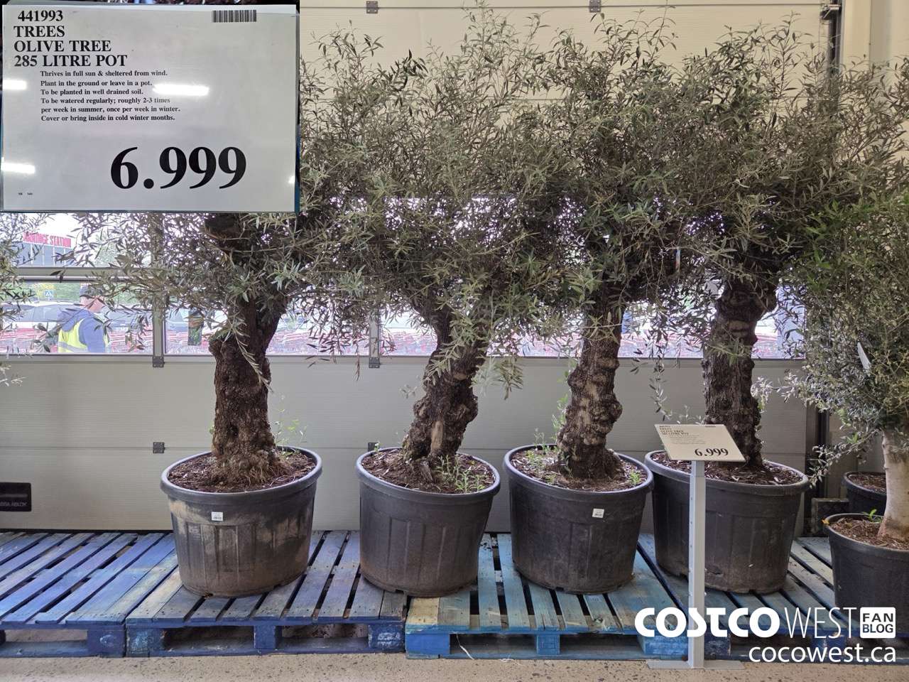 441993 TREES OLIVE TREE 285 LITRE POT $6999.00