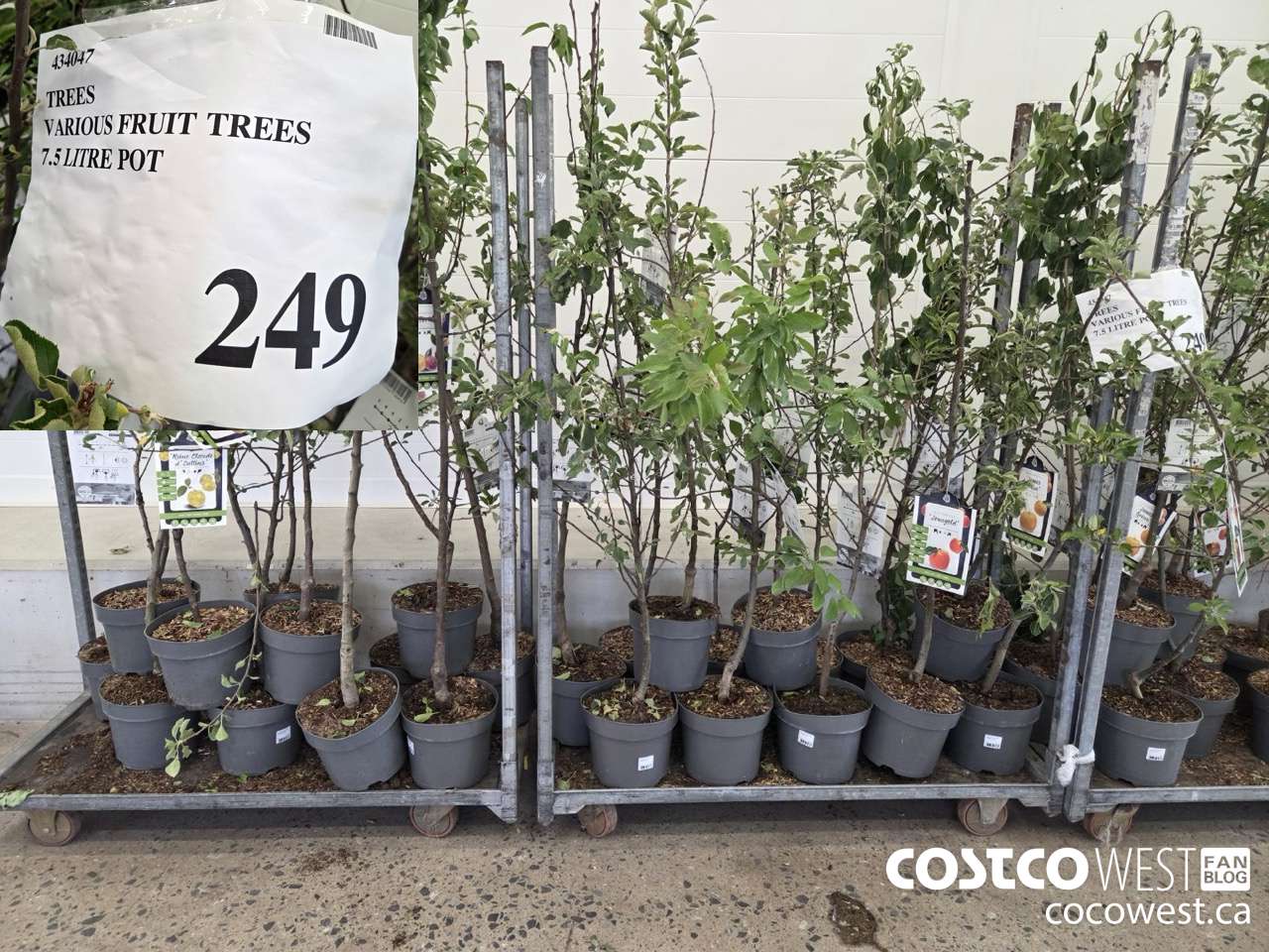 434047 TREES VARIOUS FRUIT TREES 7.5 LITRE POT $249.00