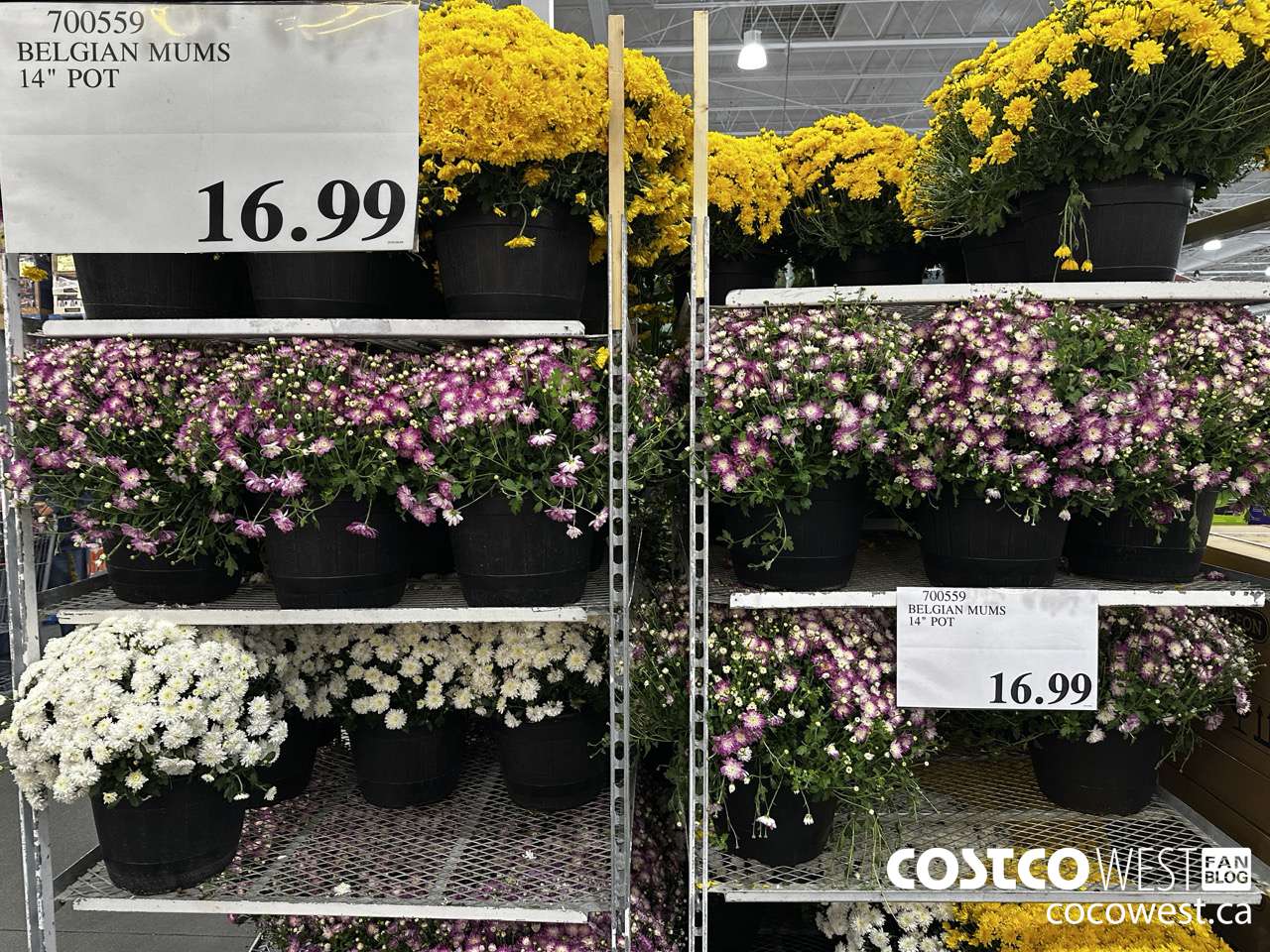 700559 BELGIAN MUMS 14