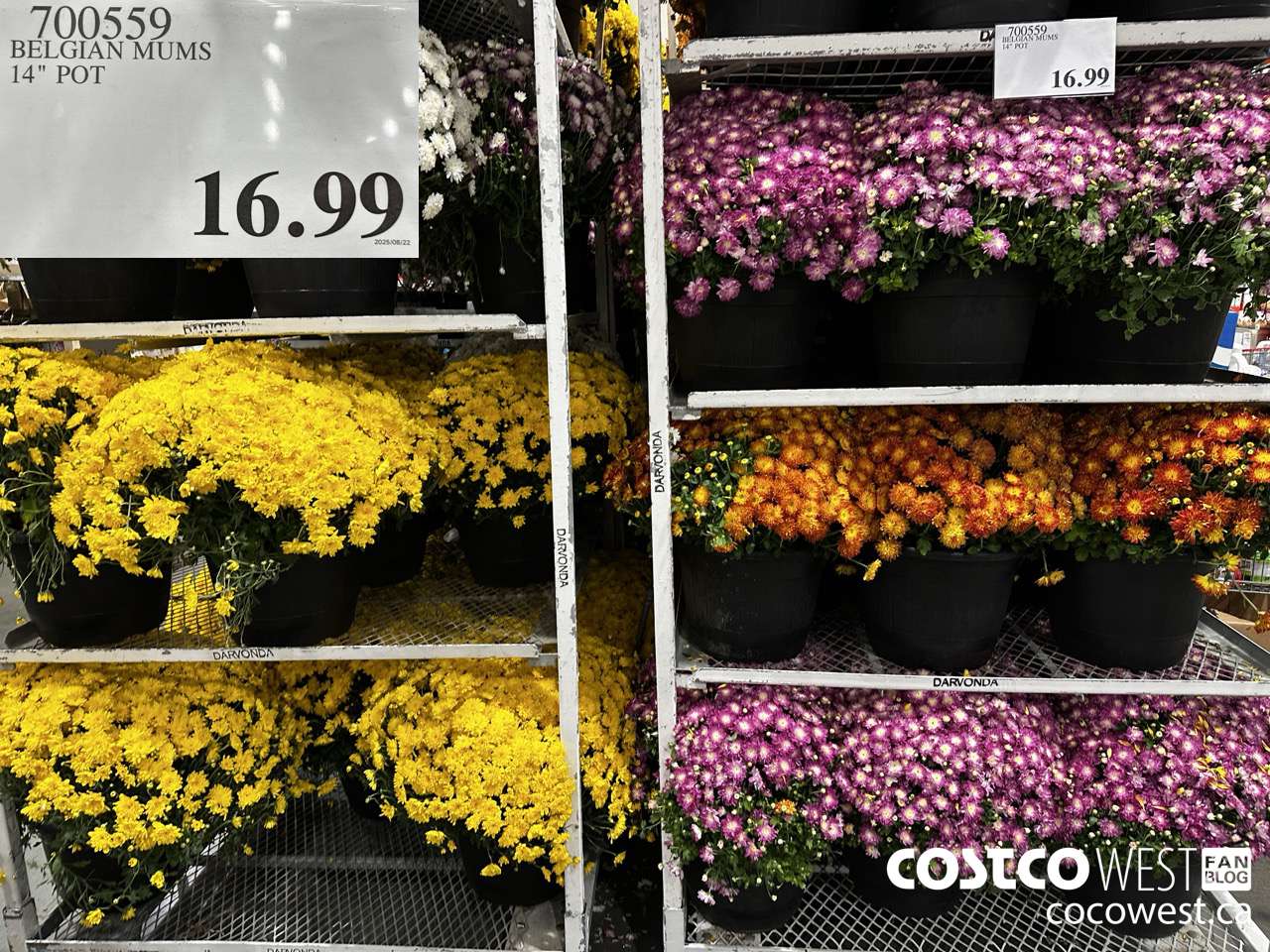 700559 BELGIAN MUMS 14