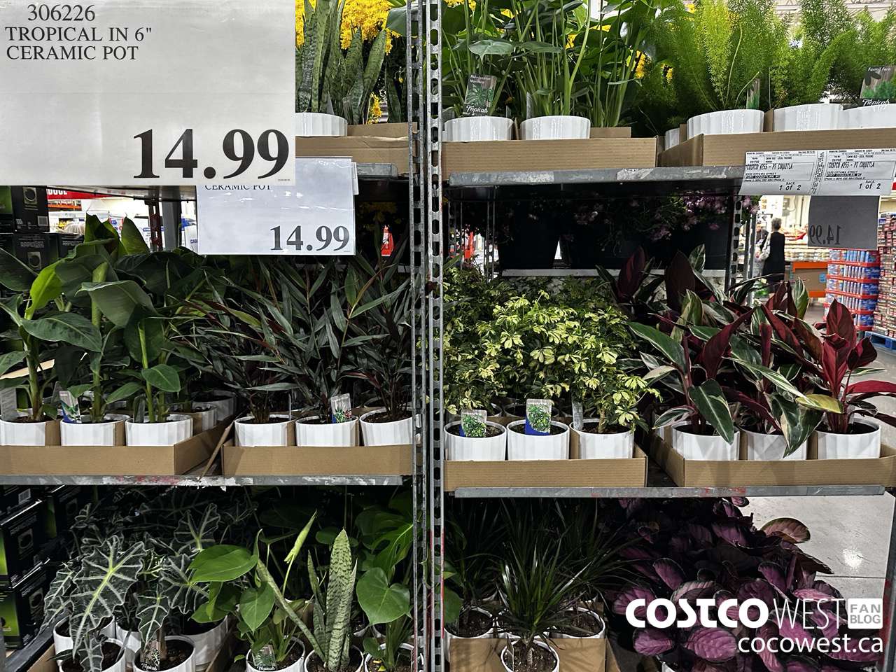 306226 TROPICAL IN 6