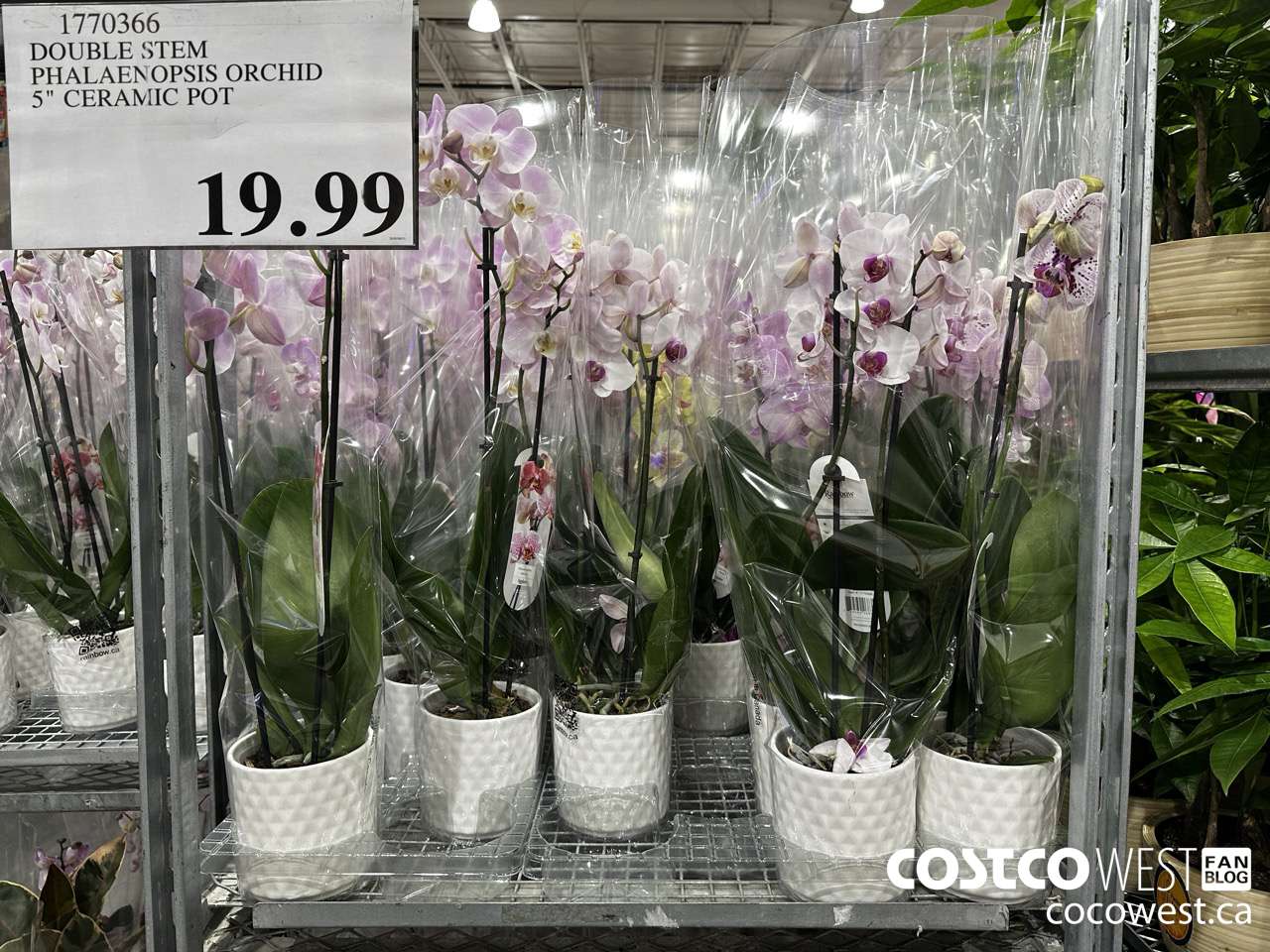 1770366 DOUBLE STEM PHALAENOPSIS ORCHID 5