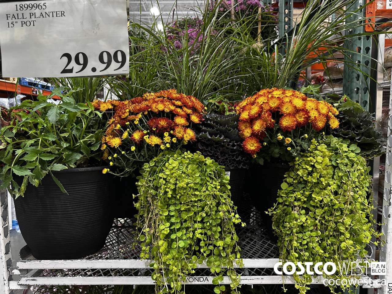 1899965 FALL PLANTER 15