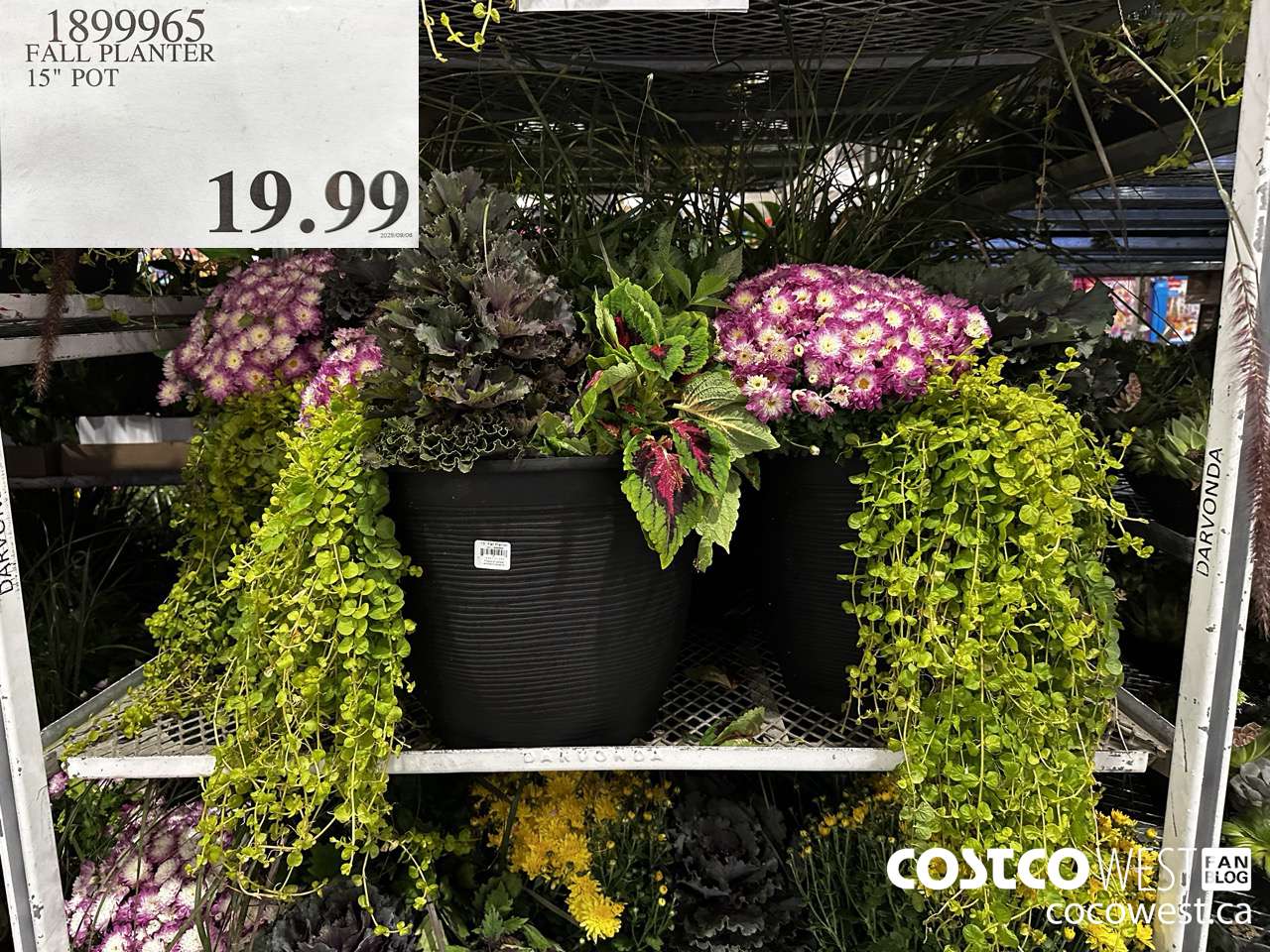 1899965 FALL PLANTER 15