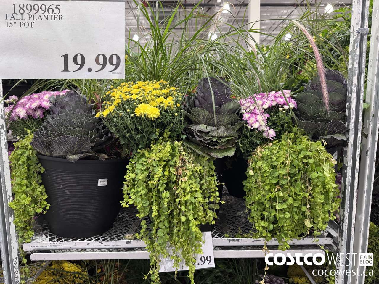 1899965 FALL PLANTER 15