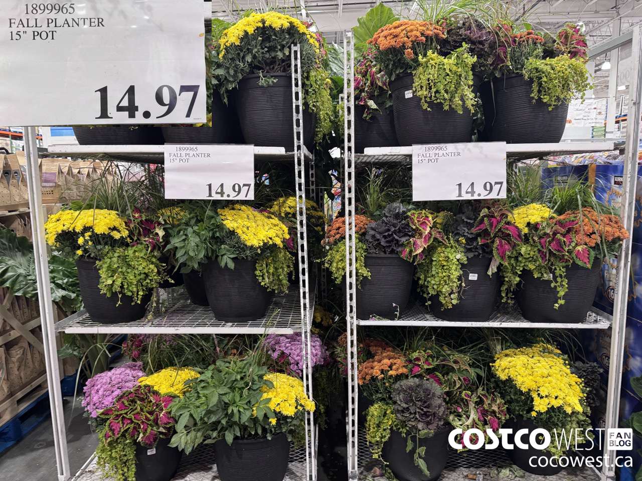 1899965 FALL PLANTER 15