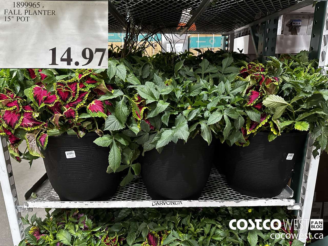 1899965 FALL PLANTER 15