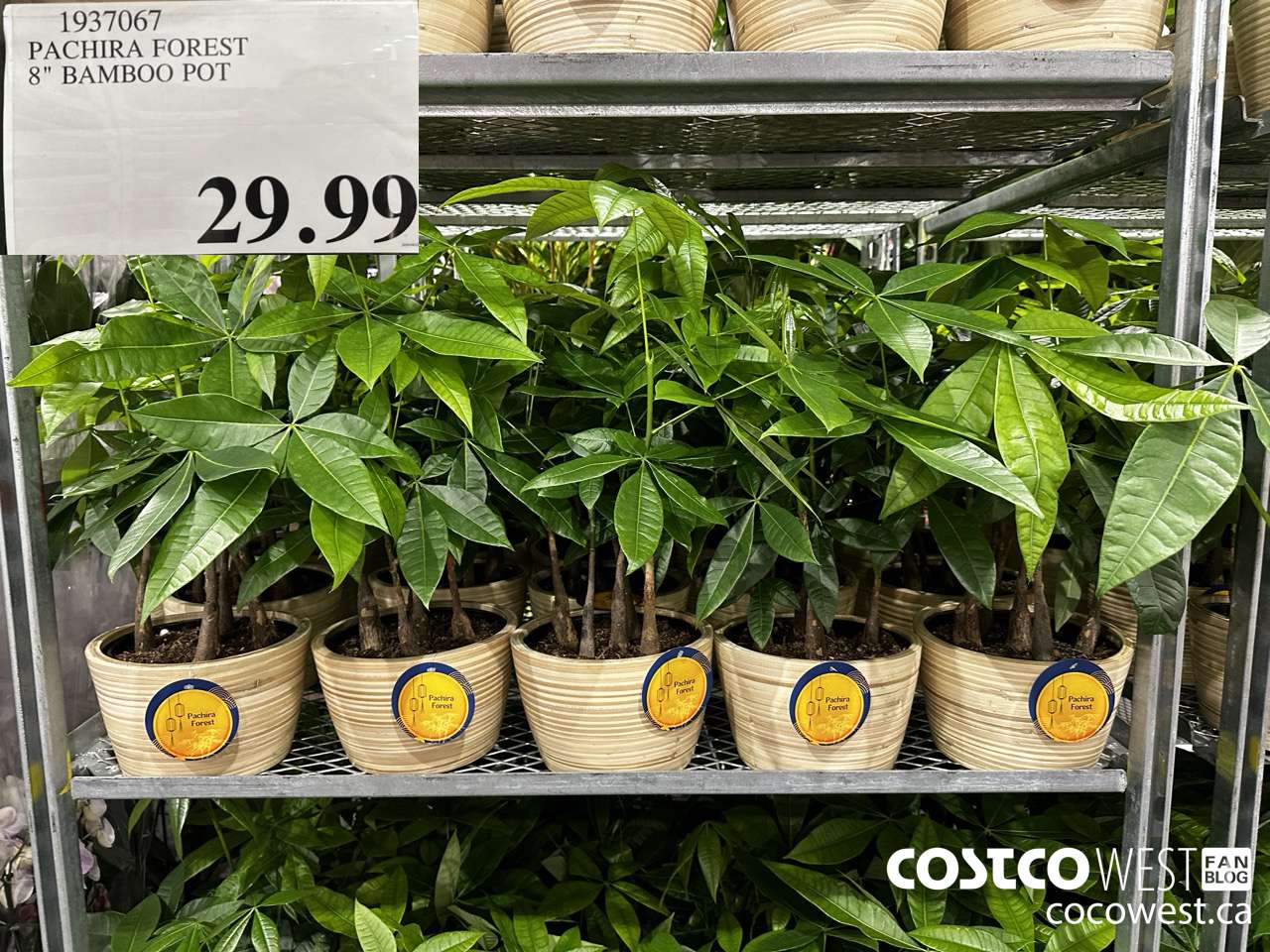 1937067 PACHIRA FOREST 8