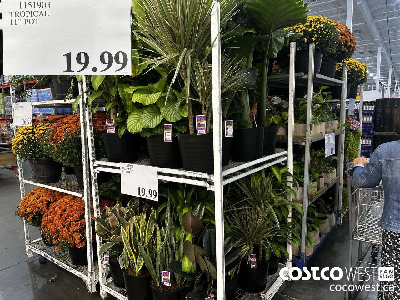 1151903 TROPICAL 11