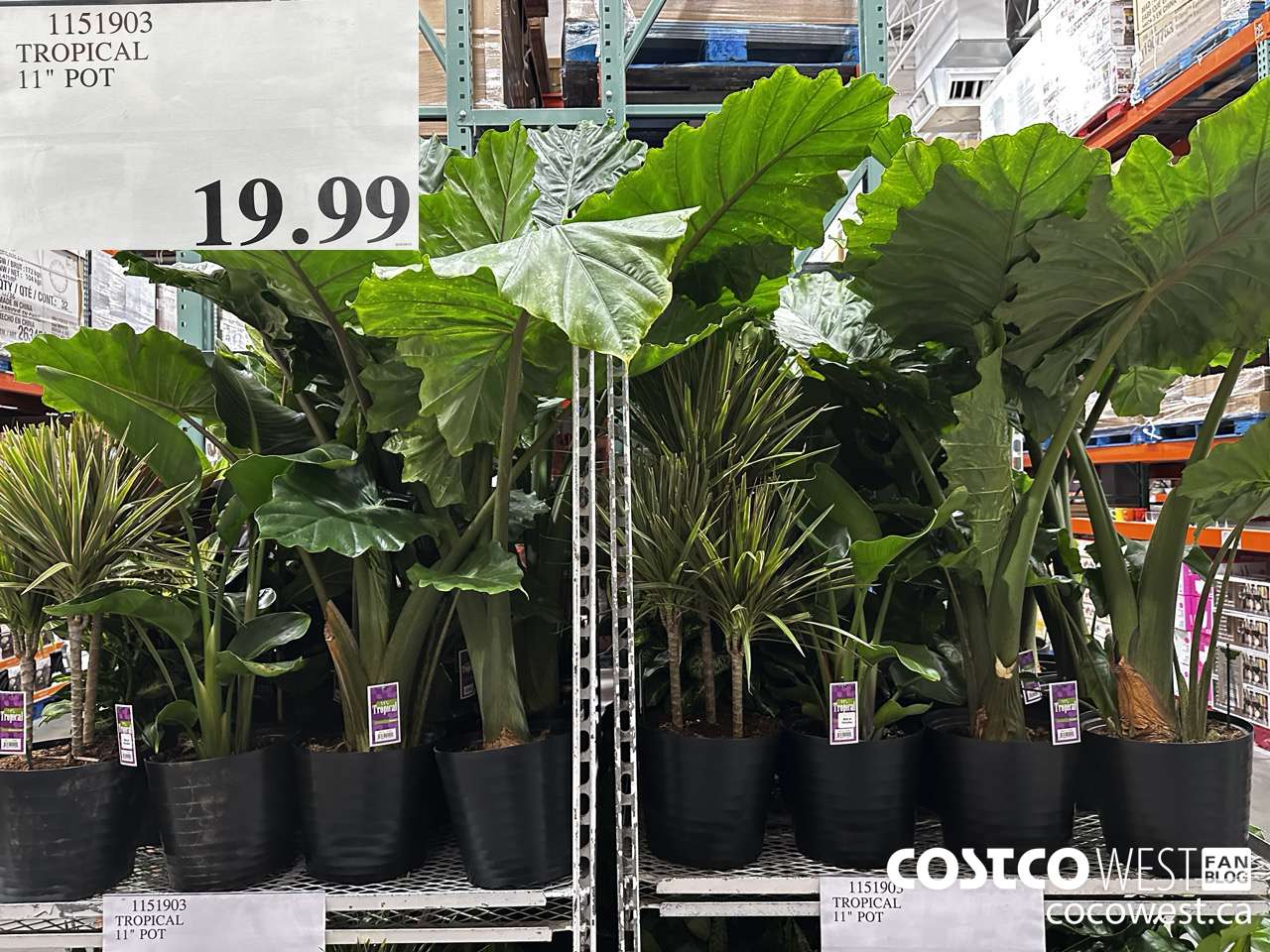 1151903 TROPICAL 11