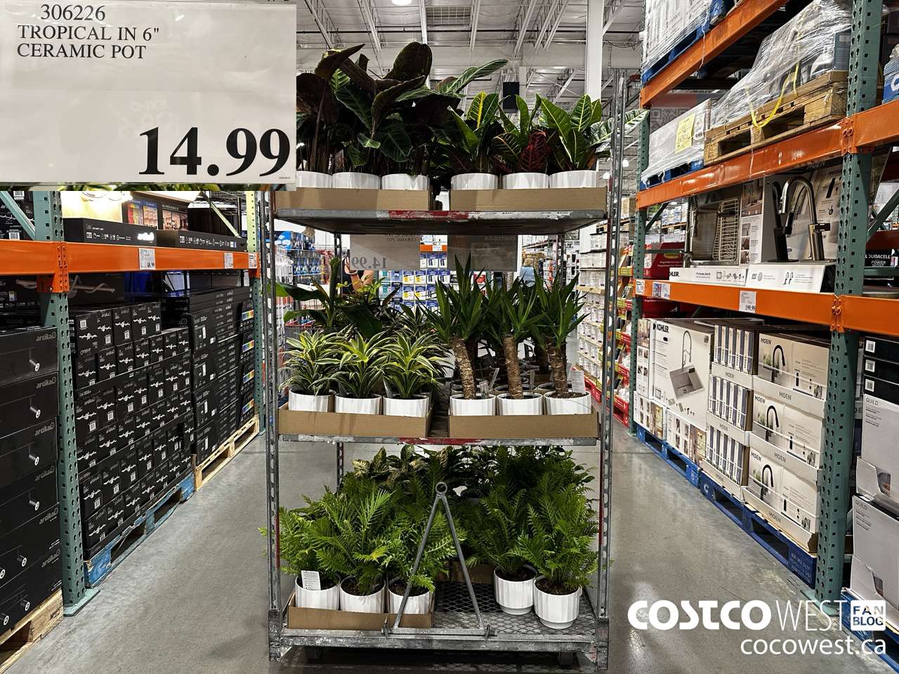 306226 TROPICAL IN 6