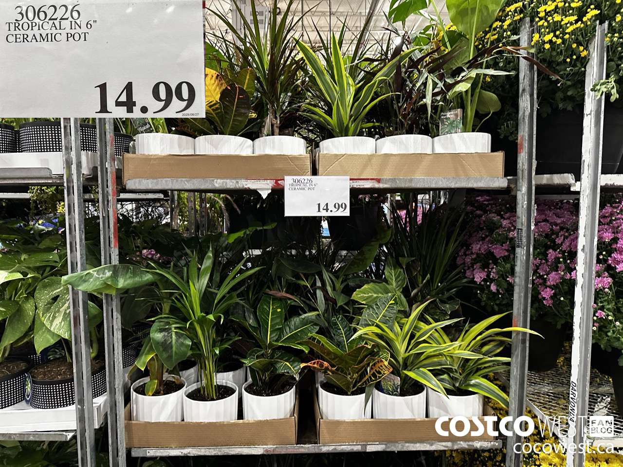 306226 TROPICAL IN 6