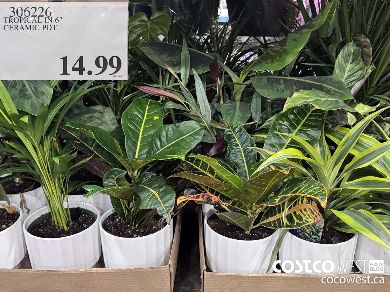 306226 TROPICAL IN 6