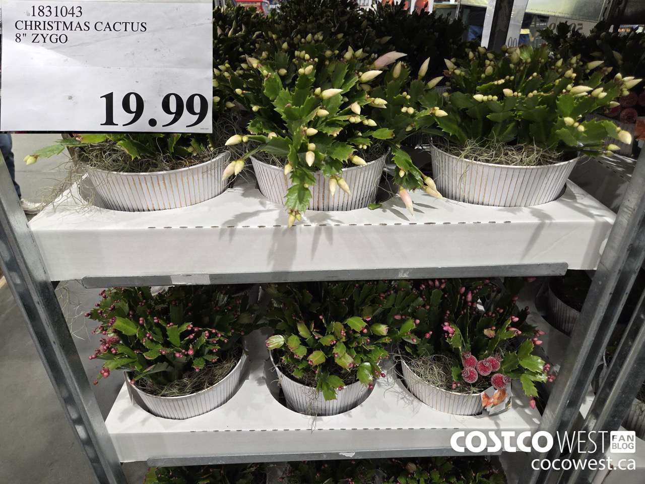 1831043 CHRISTMAS CACTUS 8