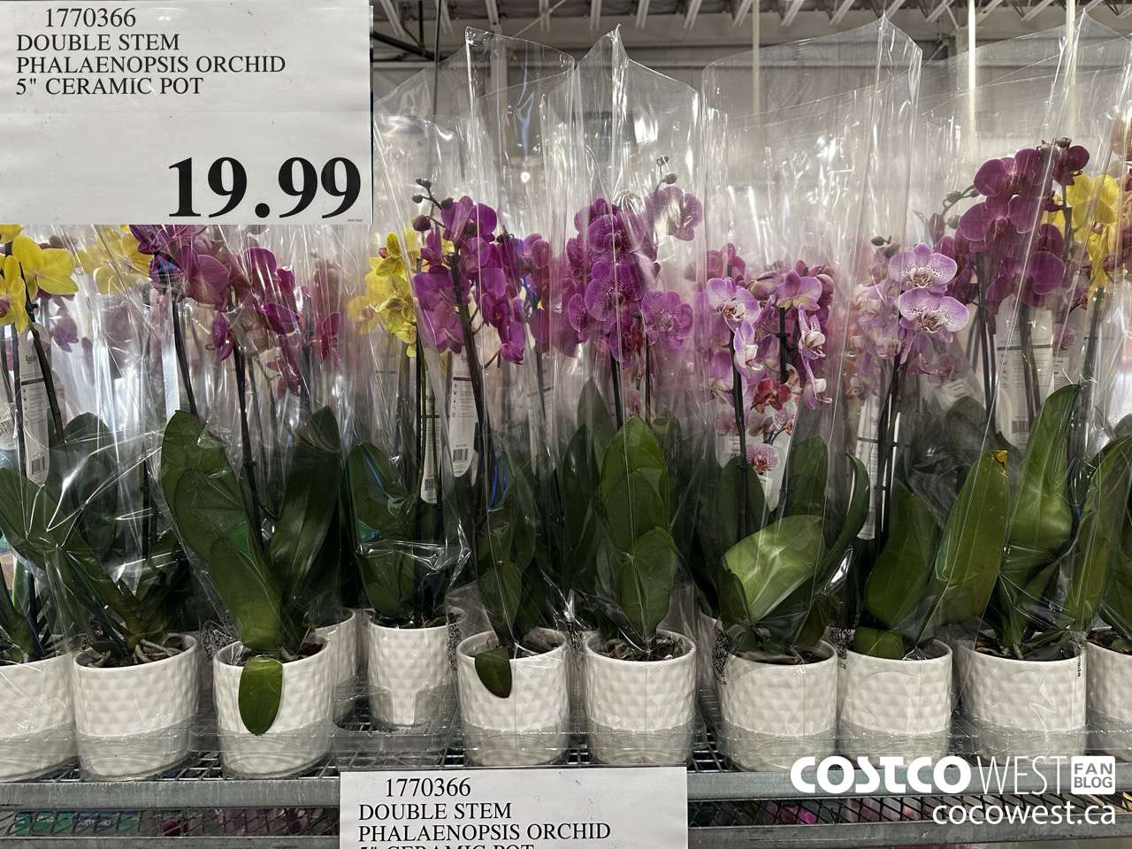 1770366 DOUBLE STEM PHALAENOPSIS ORCHID 5