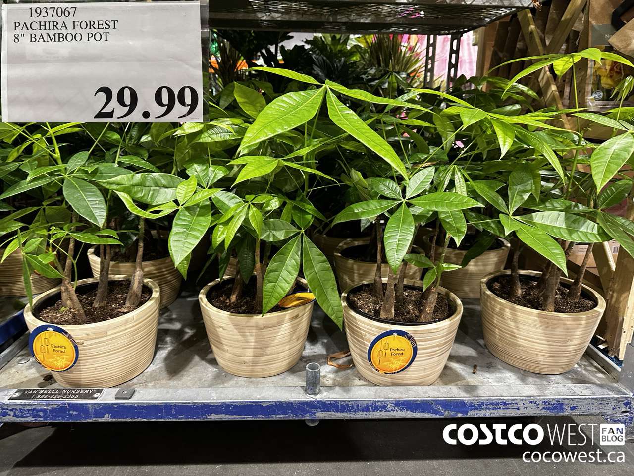 1937067 PACHIRA FOREST 8