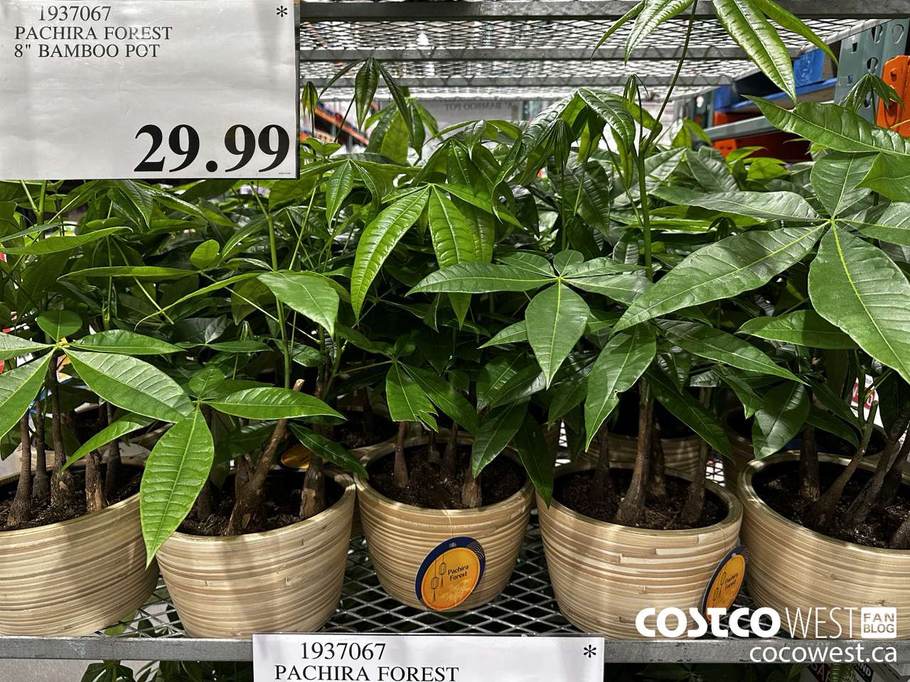 1937067 PACHIRA FOREST 8