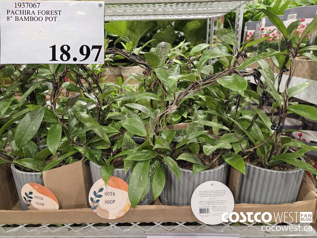 1937067 PACHIRA FOREST 8