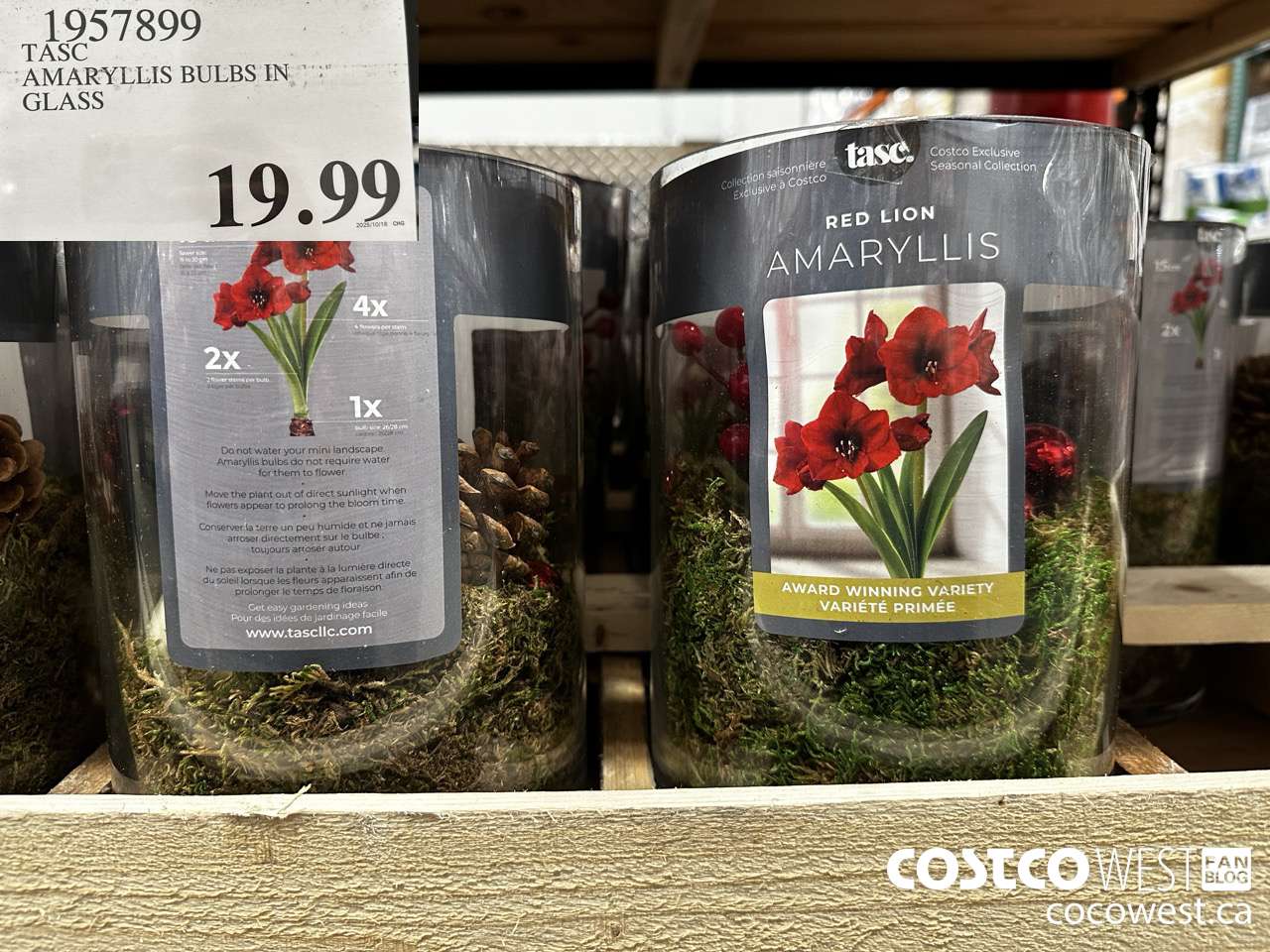 1957899 TASC AMARYLLIS BULBS IN GLASS $19.99