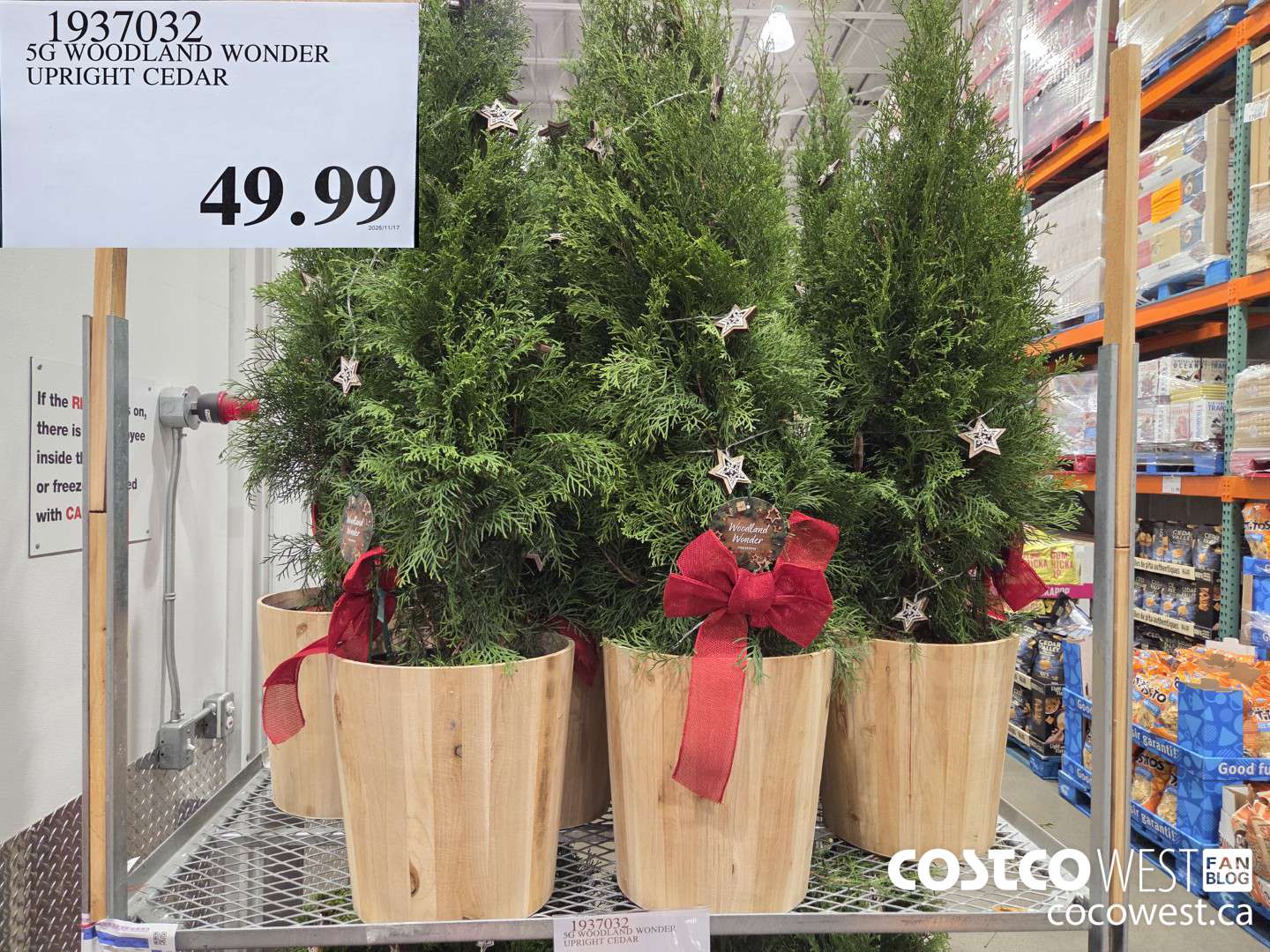 1937032 5G WOODLAND WONDER UPRIGHT CEDAR  $49.99