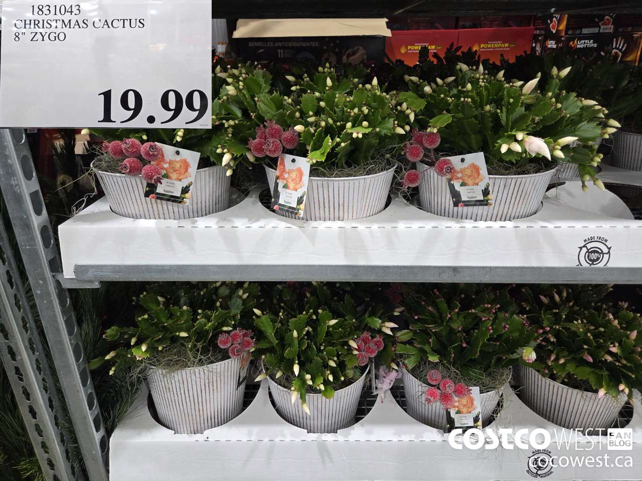 1831043 CHRISTMAS CACTUS 8