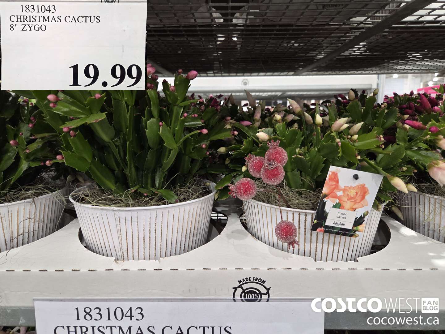 1831043 CHRISTMAS CACTUS 8