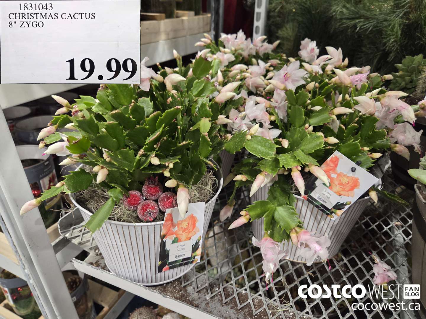 1831043 CHRISTMAS CACTUS 8