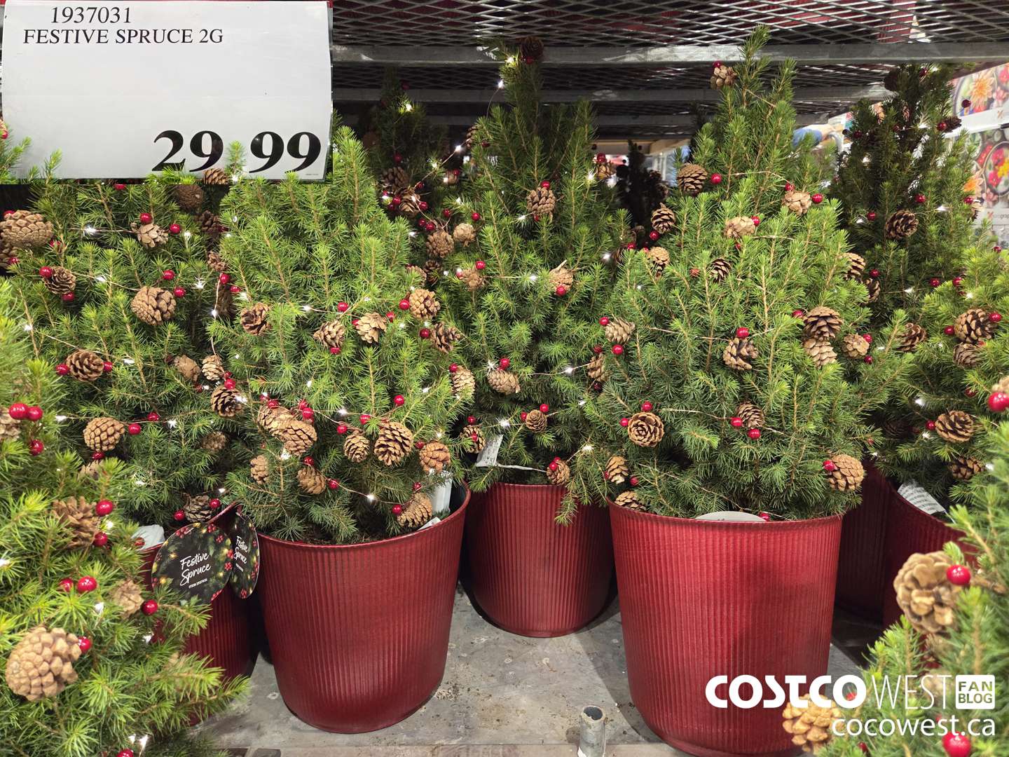 1937031 FESTIVE SPRUCE 2G $29.99