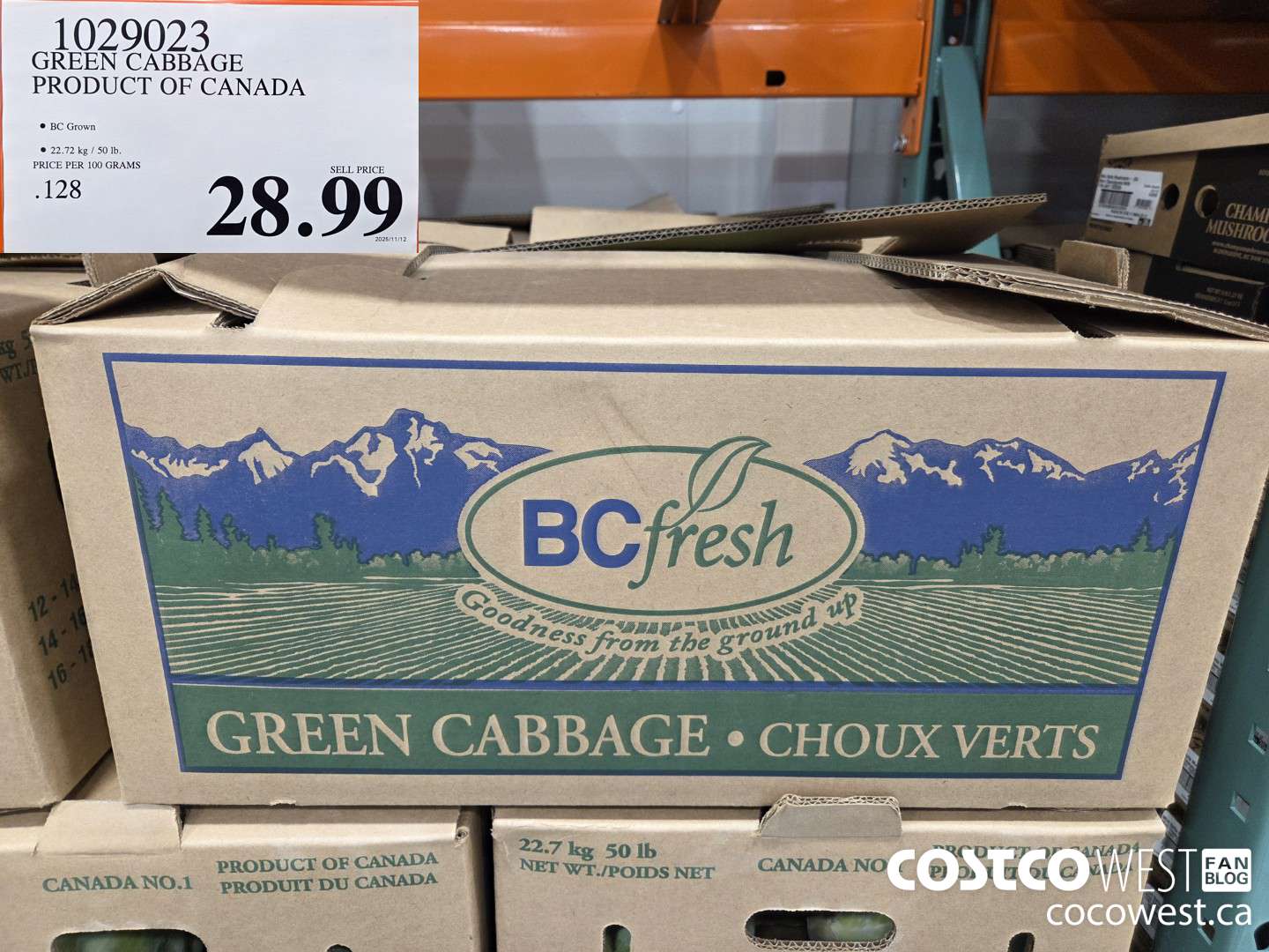 1029023 GREEN CABBAGE PRODUCT OF CANADA $28.99