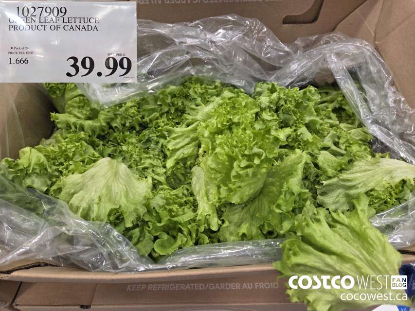 1027909 GREEN LEAF LETTUCE PRODUCT OF CANADA $39.99