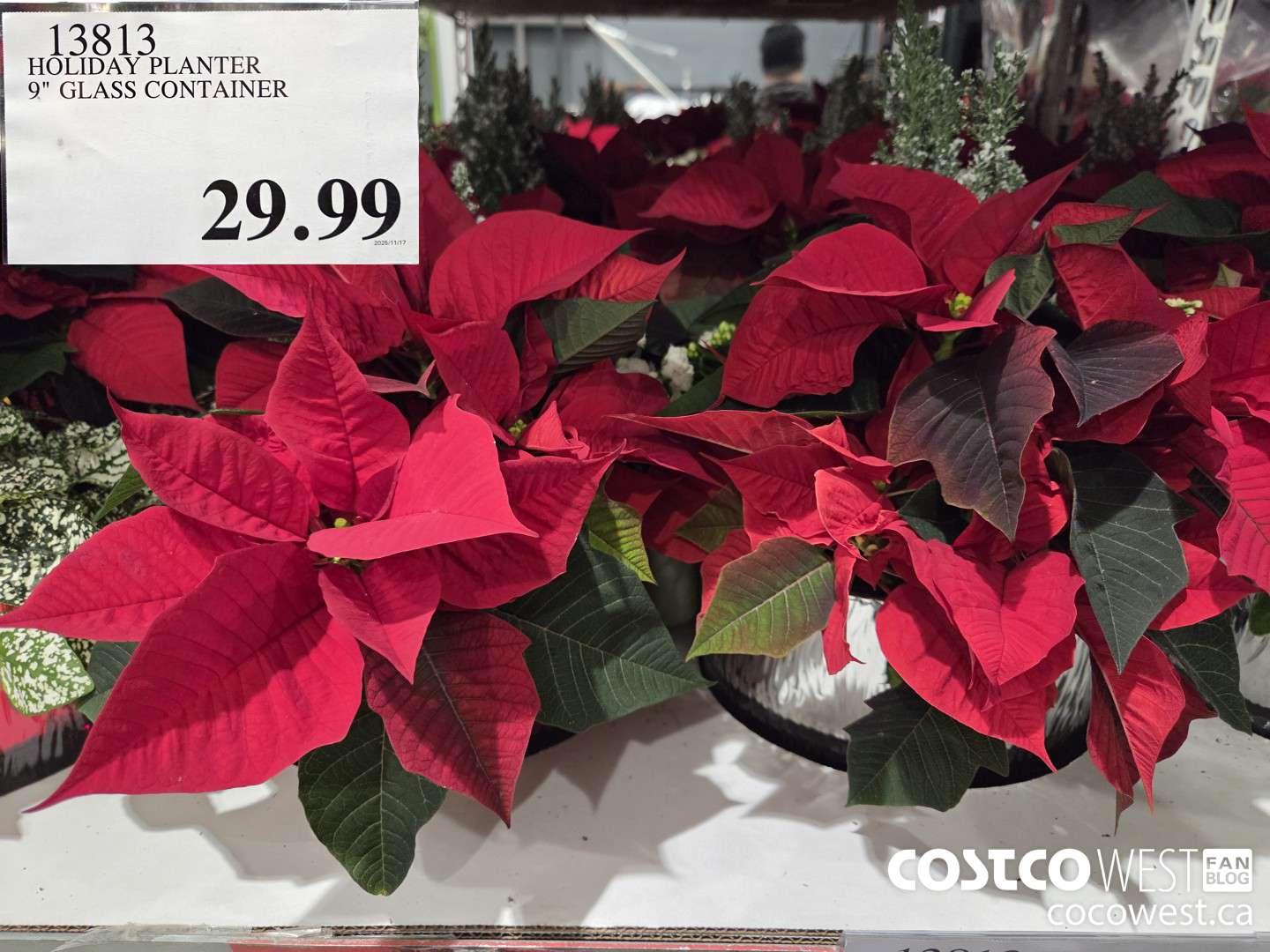 13813 HOLIDAY PLANTER 9