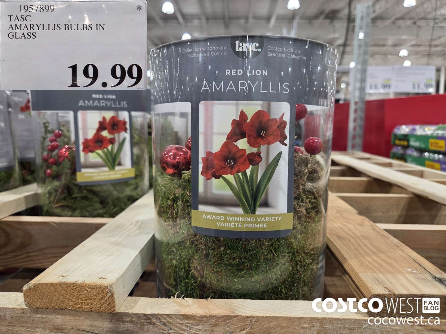 1957899 TASC AMARYLLIS BULBS IN GLASS $19.99