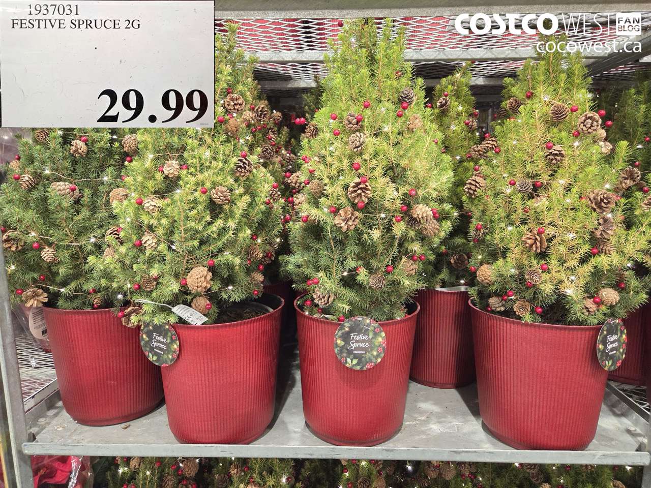 1937031 FESTIVE SPRUCE 2G $29.99