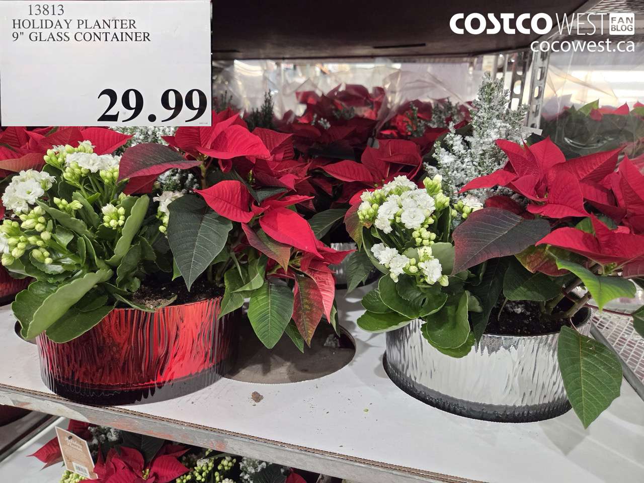 13813 HOLIDAY PLANTER 9