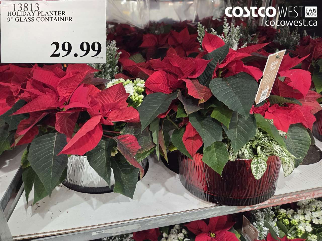 13813 HOLIDAY PLANTER 9