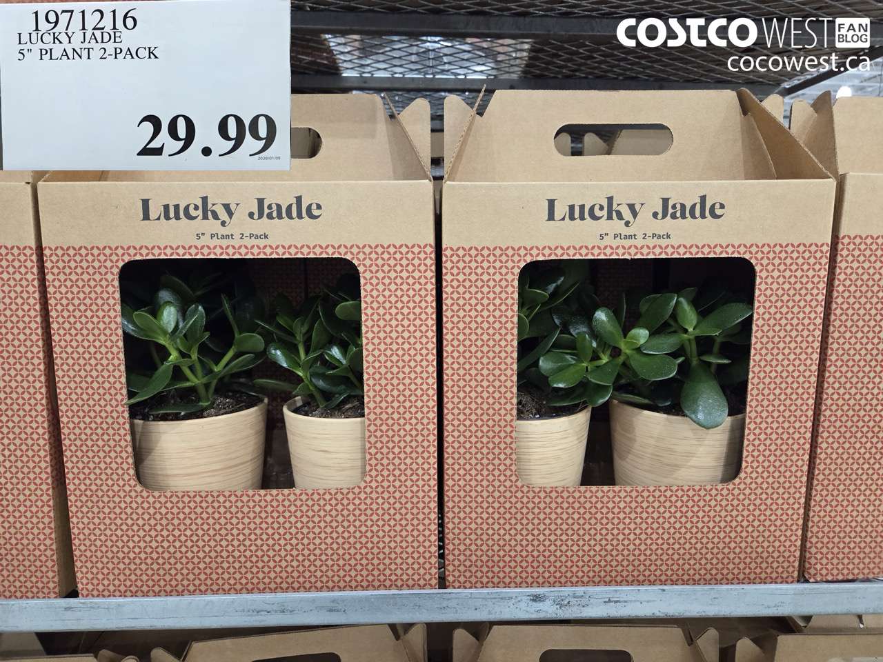 1971216 LUCKY JADE 5