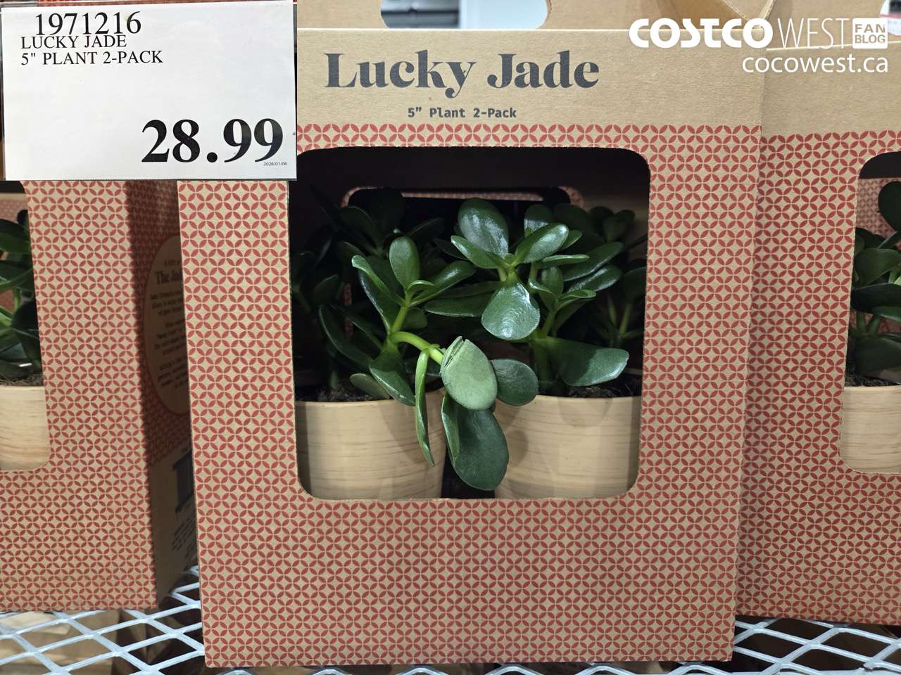 1971216 LUCKY JADE 5