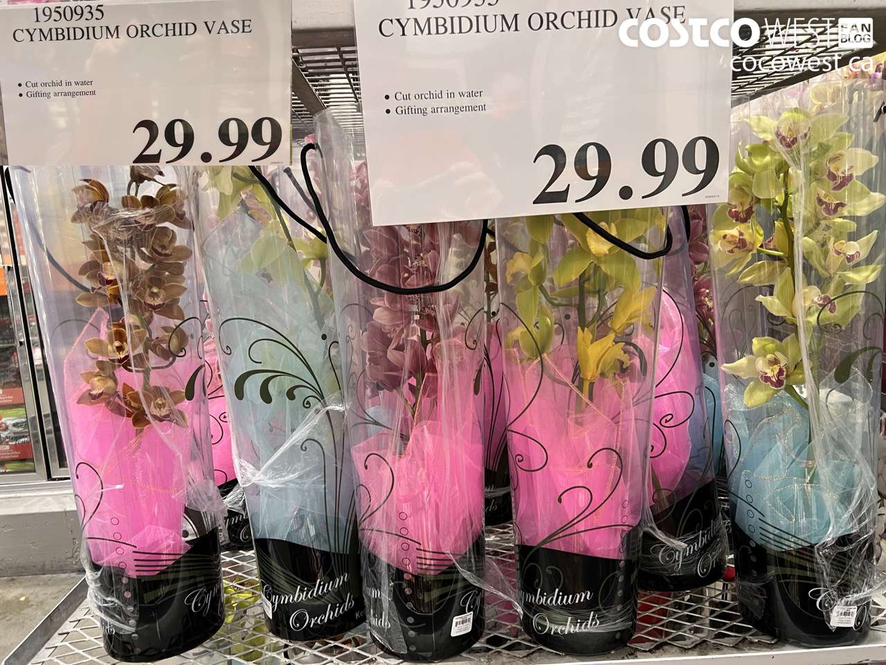 1950935 CYMBIDIUM ORCHID VASE $29.99